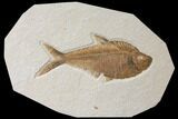 7.3" Fossil Fish (Diplomystus) - Green River Formation - #130273-1